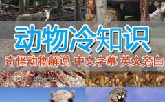 外面卖1699的国外纪录片解说（动物解说、美食、动画片）稳过中视频