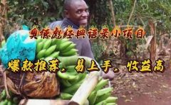 奥德彪经典语录小项目，爆款推荐，易上手，收益高